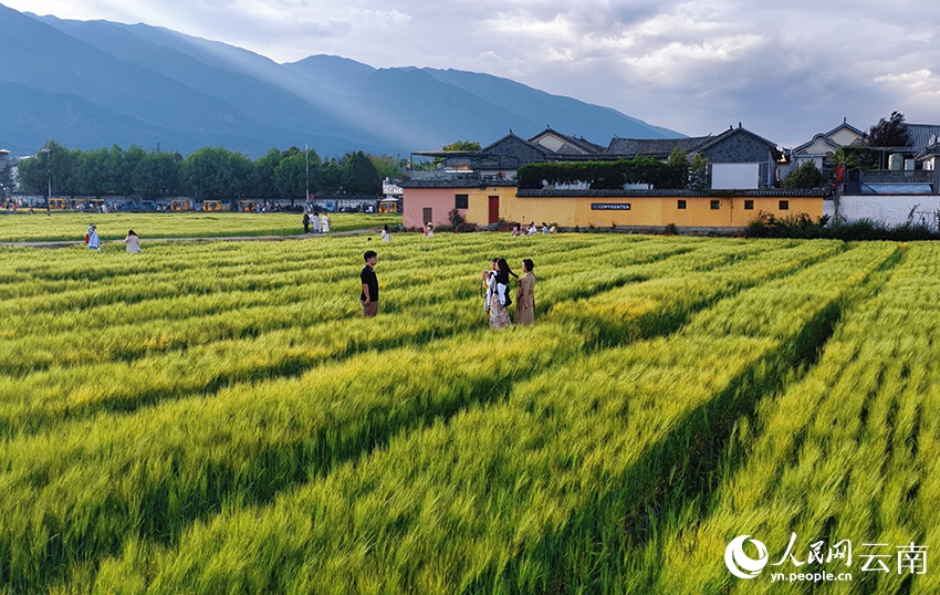 麦畑の「波」を感じてみよう！　雲南省