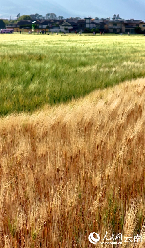 麦畑の「波」を感じてみよう！　雲南省