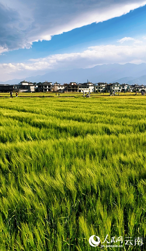 麦畑の「波」を感じてみよう！　雲南省