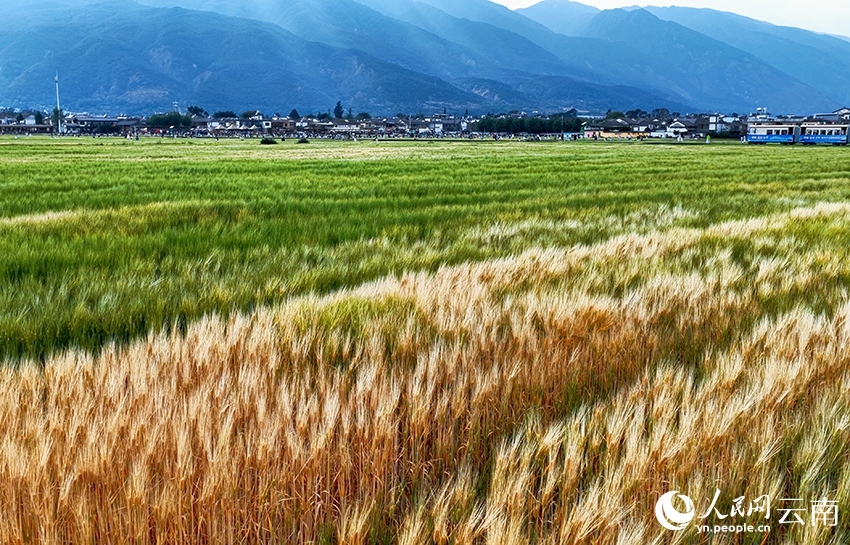 麦畑の「波」を感じてみよう！　雲南省