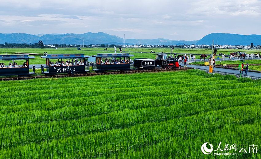 麦畑の「波」を感じてみよう！　雲南省