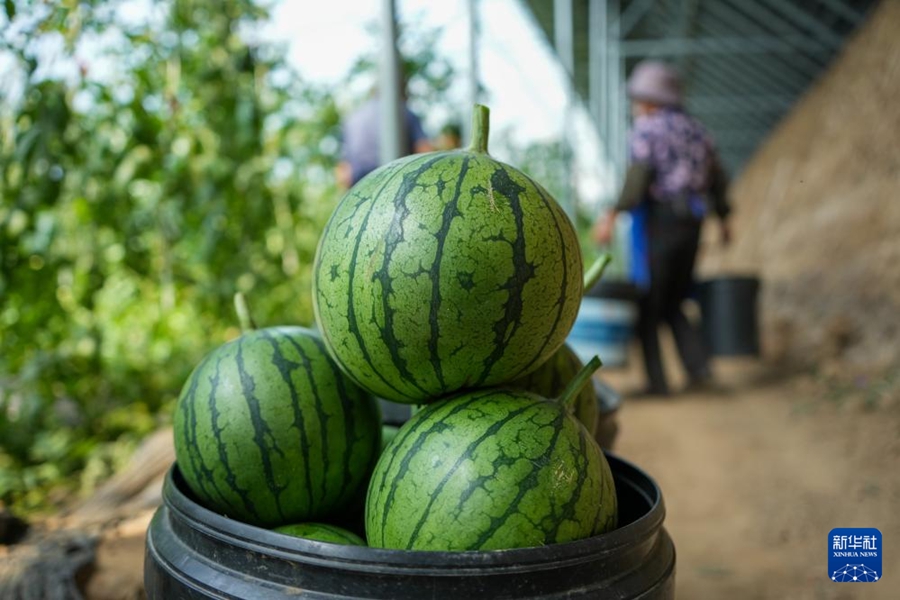 収穫最盛期を迎えた小玉スイカ　山東省濰坊