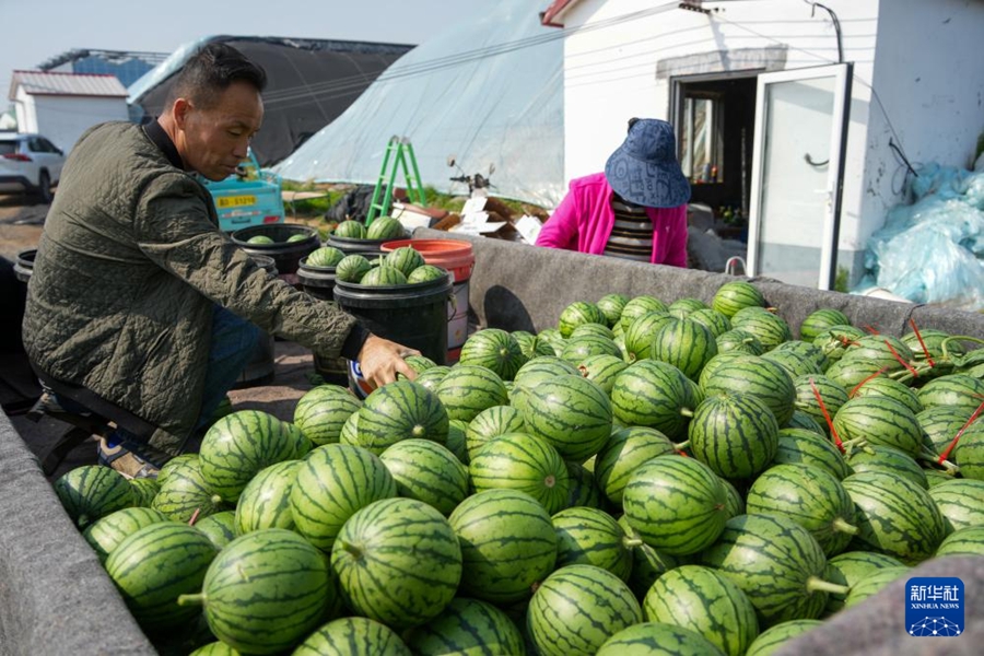 収穫最盛期を迎えた小玉スイカ　山東省濰坊