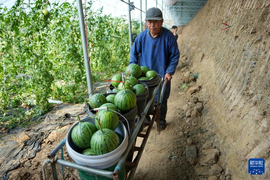 収穫最盛期を迎えた小玉スイカ　山東省濰坊