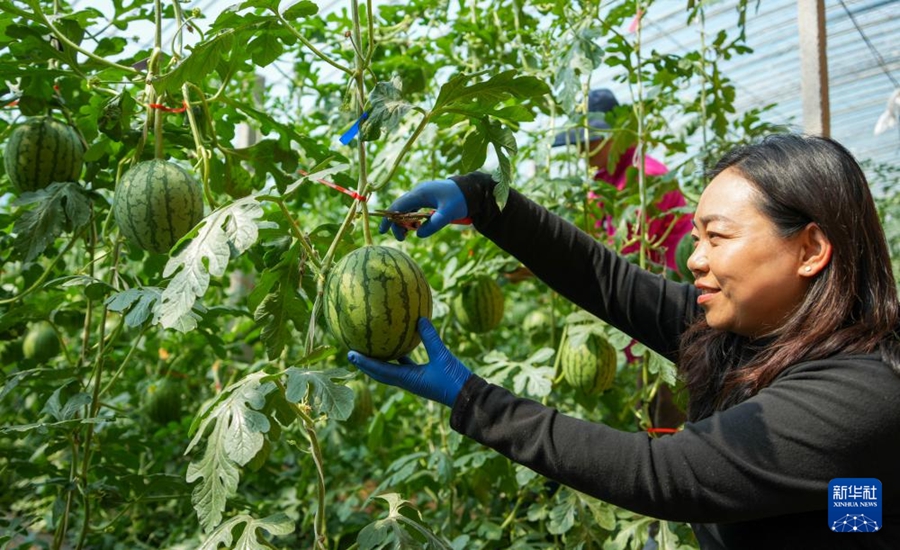 収穫最盛期を迎えた小玉スイカ　山東省濰坊