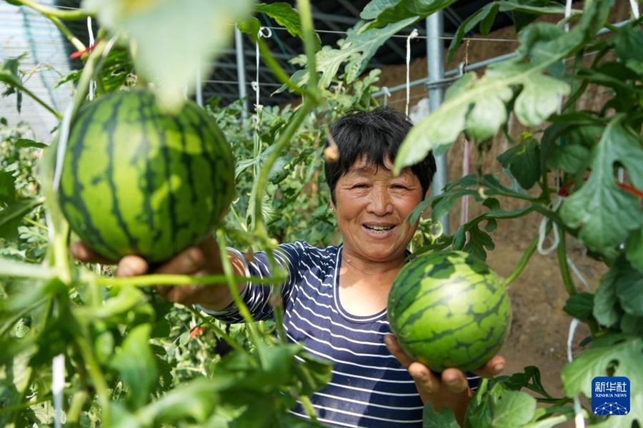 収穫最盛期を迎えた小玉スイカ　山東省濰坊