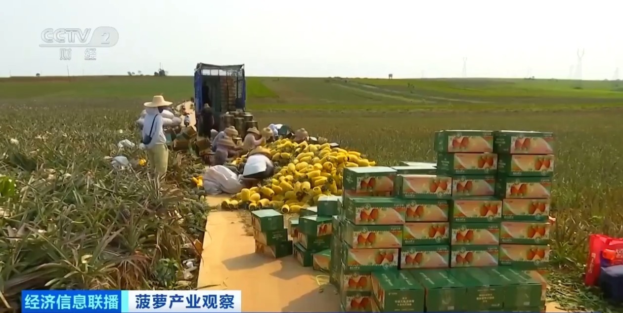 広東省徐聞県産パイナップルが収穫期に、中国全土の3分の1を生産