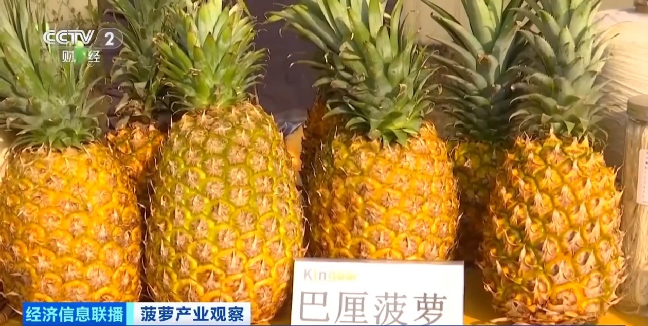 広東省徐聞県産パイナップルが収穫期に、中国全土の3分の1を生産