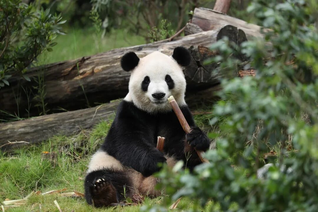 △ジャイアントパンダの「福双」