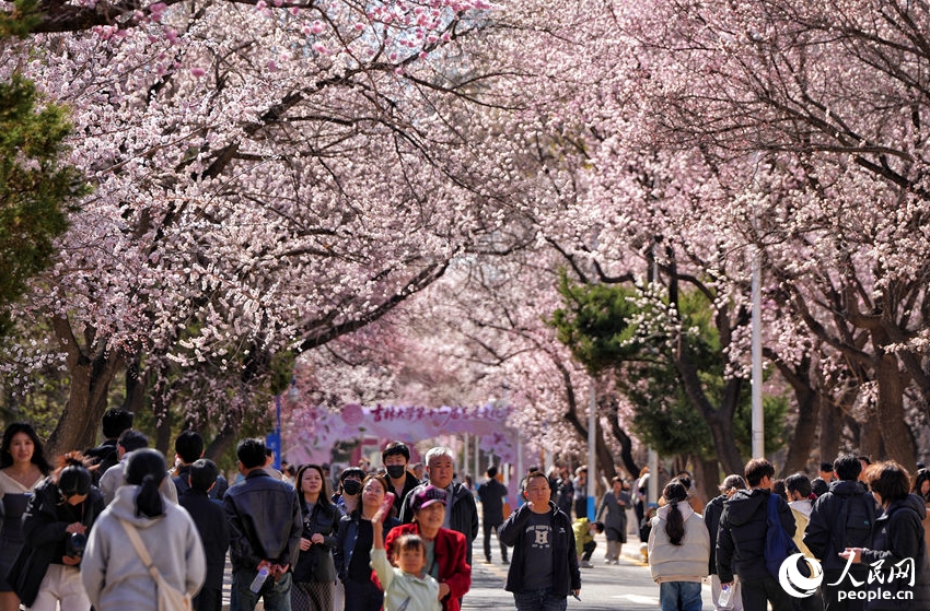 満開を迎えた吉林大学のアンズの花　吉林省長春