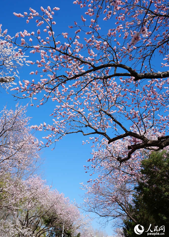 満開を迎えた吉林大学のアンズの花　吉林省長春