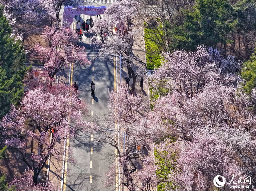 満開を迎えた吉林大学のアンズの花　吉林省長春