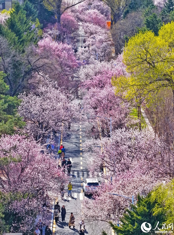 満開を迎えた吉林大学のアンズの花　吉林省長春