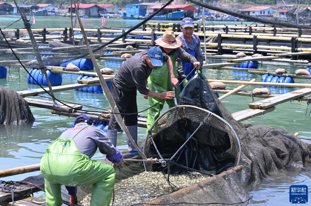 フウセイの稚魚の養殖場への導入ピークに　福建省寧徳市