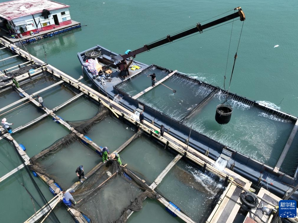 フウセイの稚魚の養殖場への導入ピークに　福建省寧徳市