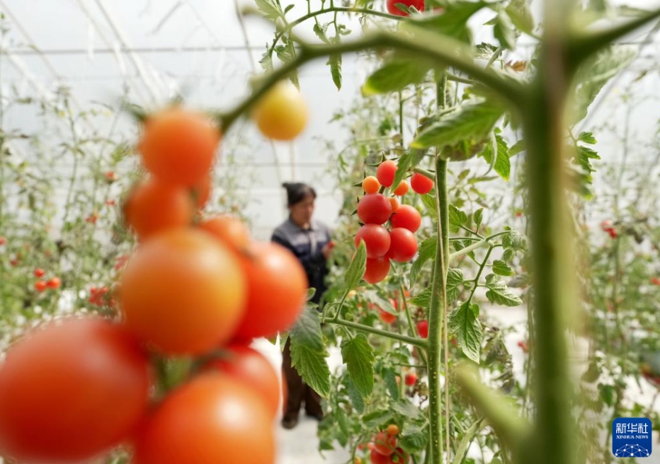 施設農業を発展させて農家の増収をバックアップ　河北省盧竜県