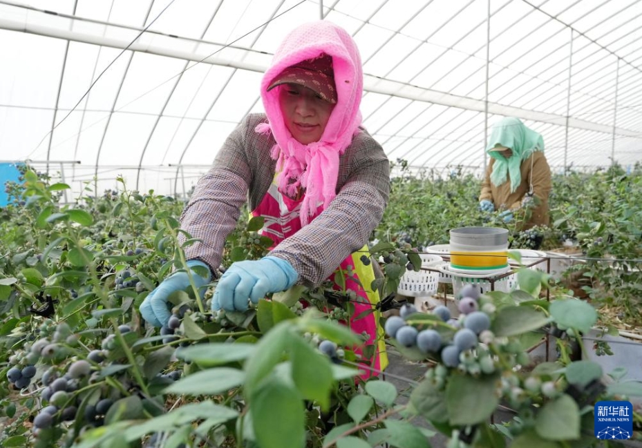 施設農業を発展させて農家の増収をバックアップ　河北省盧竜県