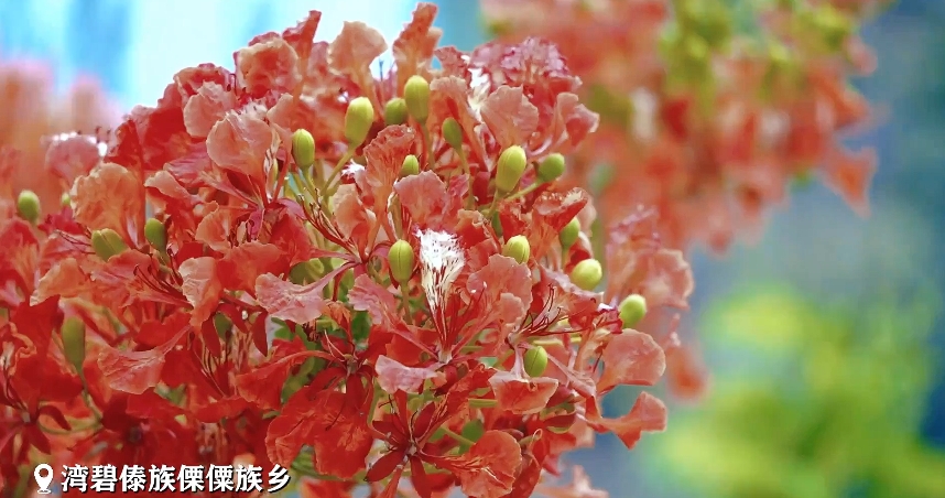 雲南省でホウオウボクの花が満開となり紅の霞のような絶景