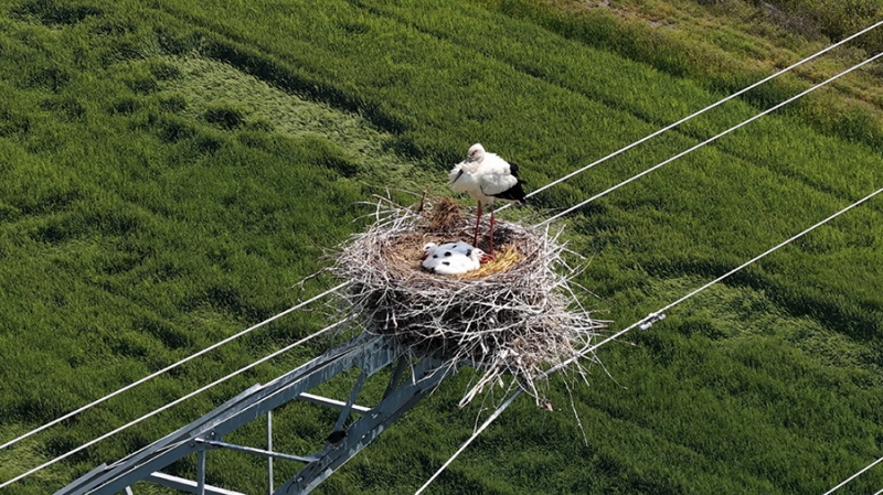 鉄塔の上の巣で2匹のヒナを世話するオスのコウノトリ（撮影・陳海東）。