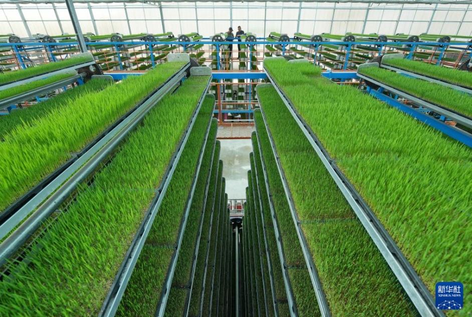 初夏の田植えシーズン到来　河北省蘆台