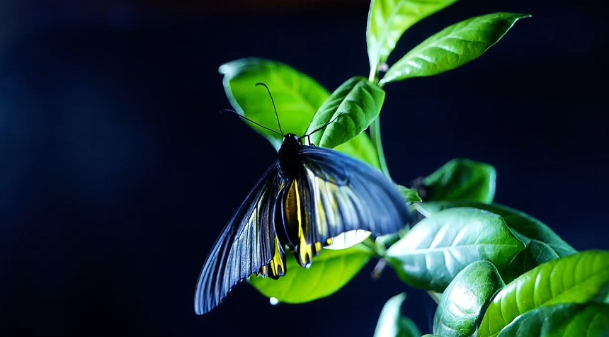 キシタアゲハの羽化する様子を見てみよう　雲南省