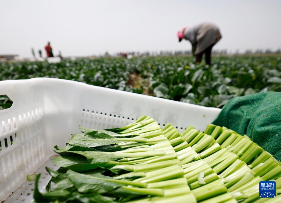 新鮮な野菜を香港特区の市場に供給　寧夏・青銅峡