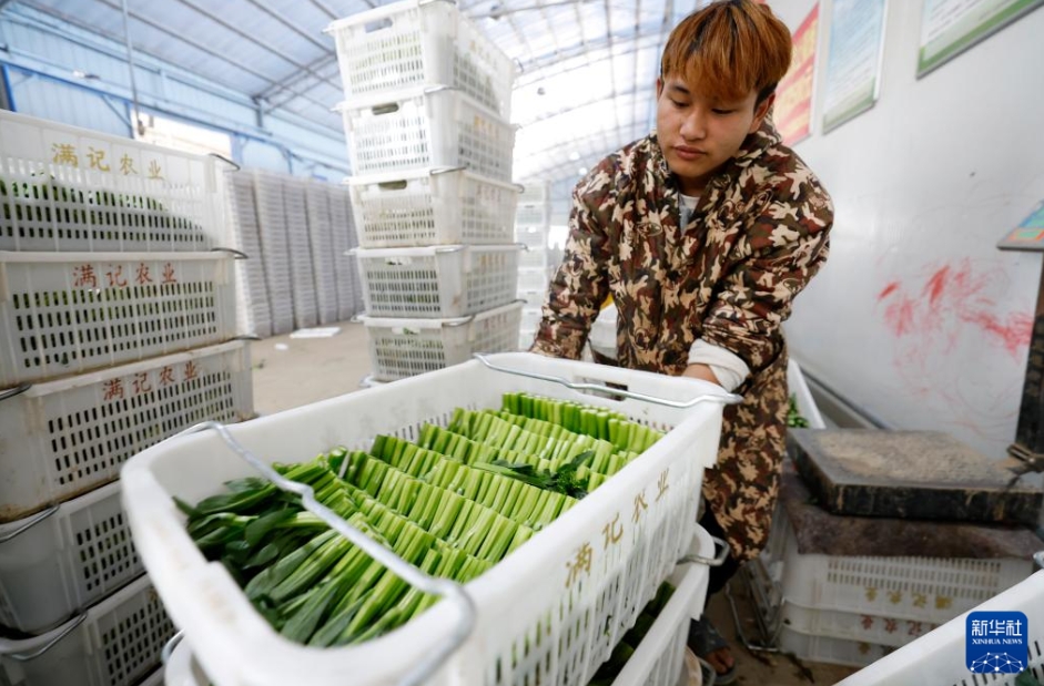 新鮮な野菜を香港特区の市場に供給　寧夏・青銅峡