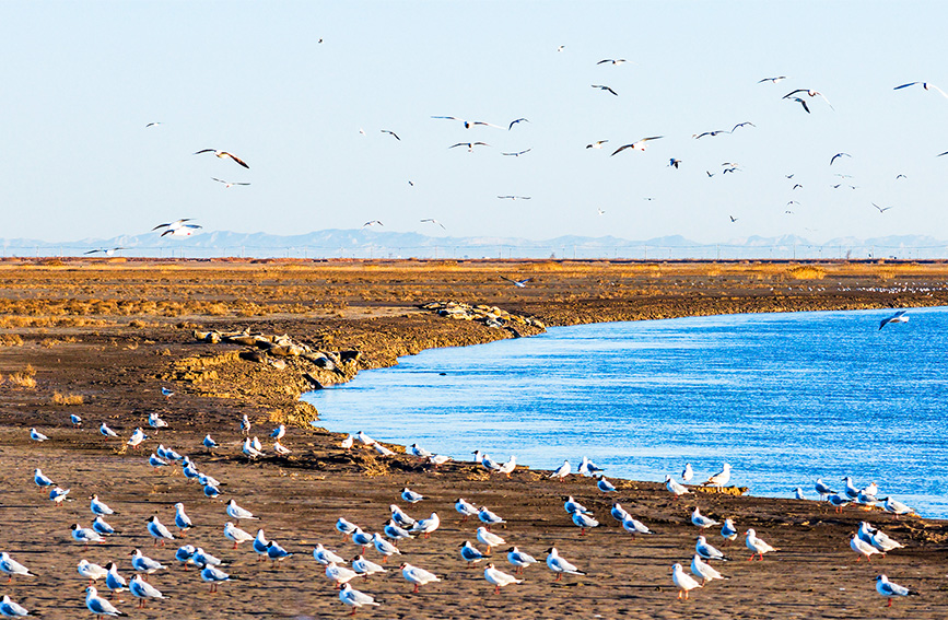 たくさんの種類の鳥が飛来する遼河口（撮影・謝剛）。