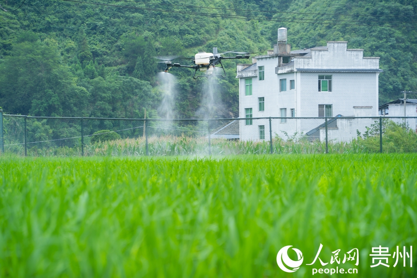 貴州省の稲の種子の6割を生産する岑鞏県