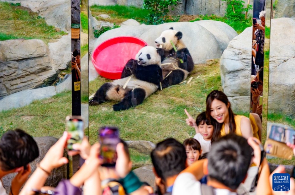 香港海洋公園でパンダ6頭の誕生日イベント開催中
