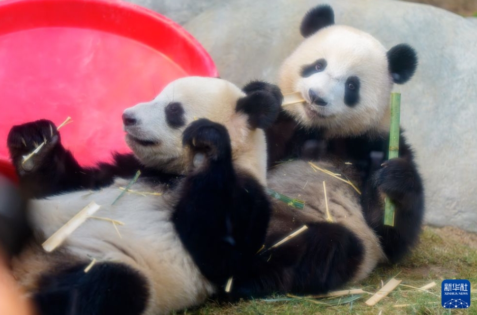 香港海洋公園でパンダ6頭の誕生日イベント開催中