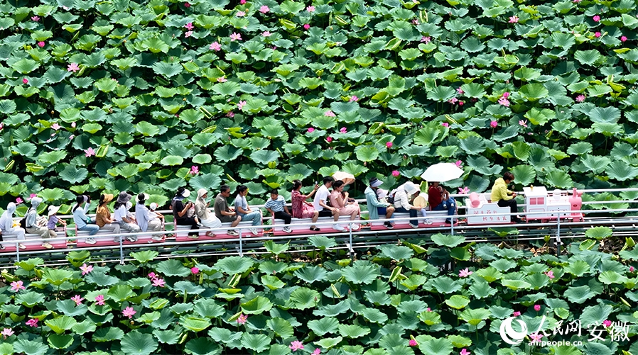 ハス池を観光ミニ列車で楽しむ　安徽省合肥市の陶沖湖公園