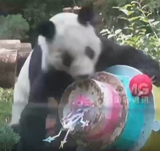 メキシコシティでパンダ「欣欣」の36歳の誕生日祝うイベント