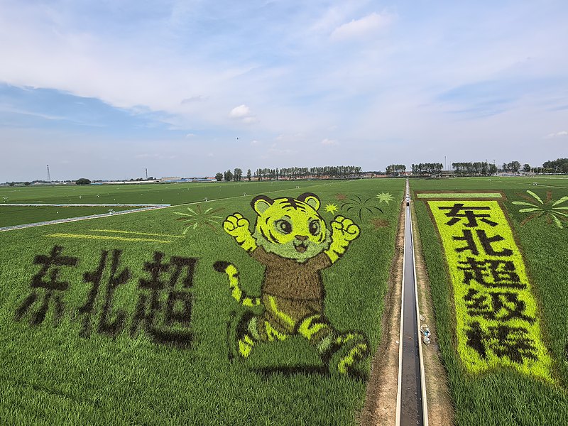 中国東北エリアのサッカー文化を表現した瀋陽の田んぼアート　遼寧省