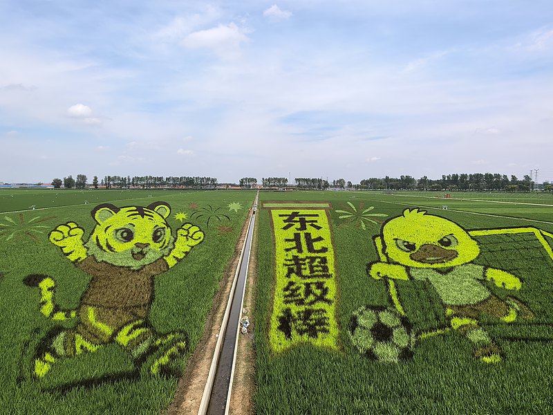 中国東北エリアのサッカー文化を表現した瀋陽の田んぼアート　遼寧省