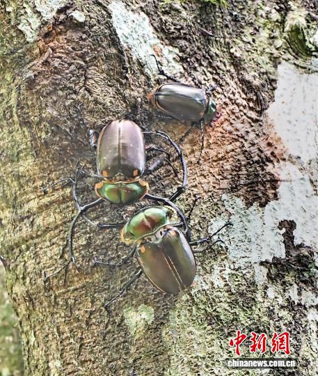 メスを取り合って「バトル」する2匹のオスのヤンソンテナガコガネ（撮影・羅華興）。
