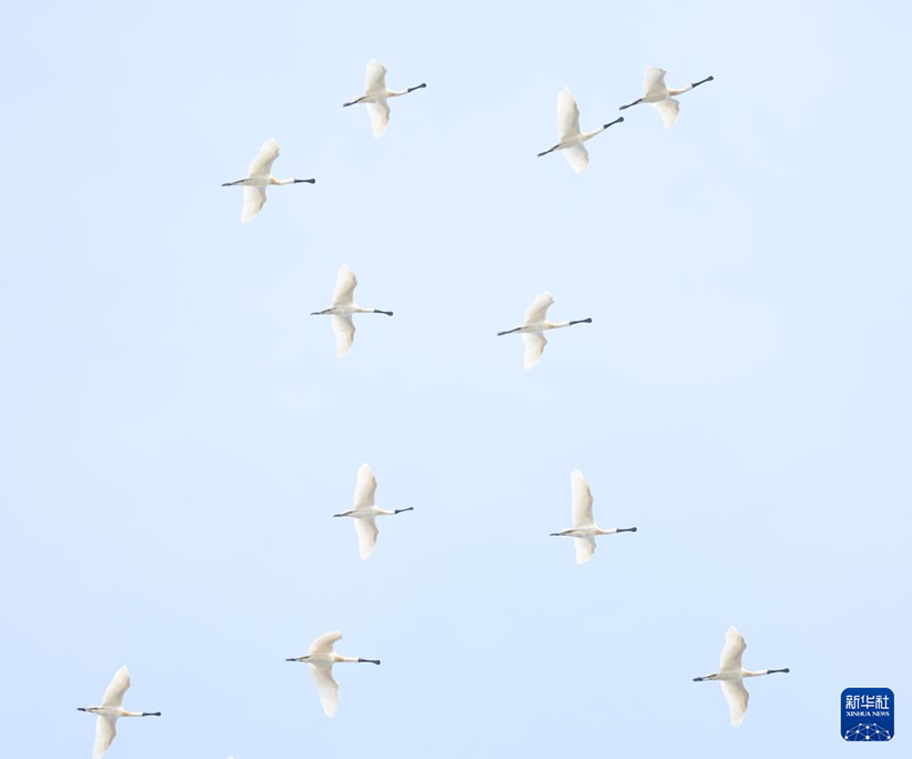 2026年4月に撮影した長山群島のクロツラヘラサギ（撮影・韓赫）。