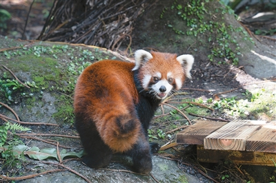   レッサーパンダの「楽楽」（画像提供・台北市立動物園）。