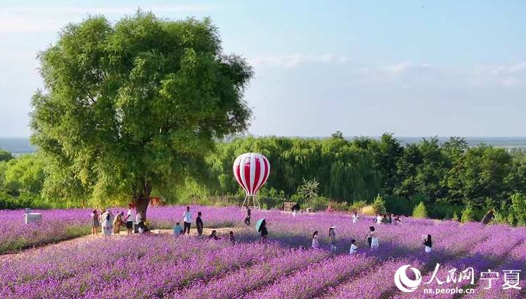 寧夏の砂漠の周辺に広がる花畑                    寧夏回族自治区銀川市興慶区は12年の年月をかけて、毛烏素（ムウス）砂漠の周辺で、土壌改良や植樹などの対策を進め、以前は、砂あらしの襲来を受けて荒れ果てていた土地を約777ヘクタールの「オアシス」に変え、砂漠が南に拡大するのを防ぐグリーンベルトが築かれている。詳細>