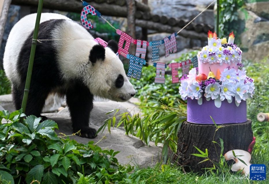 ロシアで初めて誕生したパンダの「カチューシャ」が3歳に
