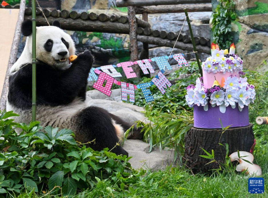 ロシアで初めて誕生したパンダの「カチューシャ」が3歳に