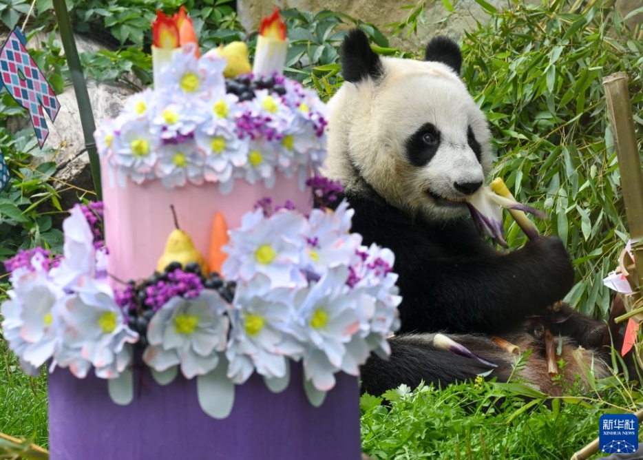 ロシアで初めて誕生したパンダの「カチューシャ」が3歳に