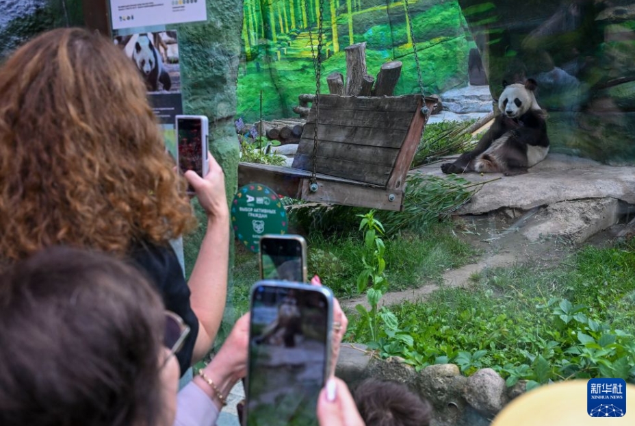 ロシアで初めて誕生したパンダの「カチューシャ」が3歳に