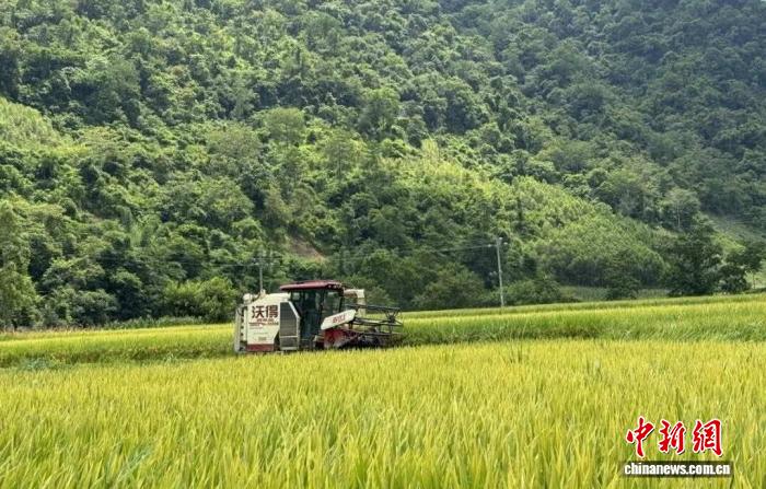 水田で稲刈りを行う「滴滴農機」の農業機械。撮影・謝振峰