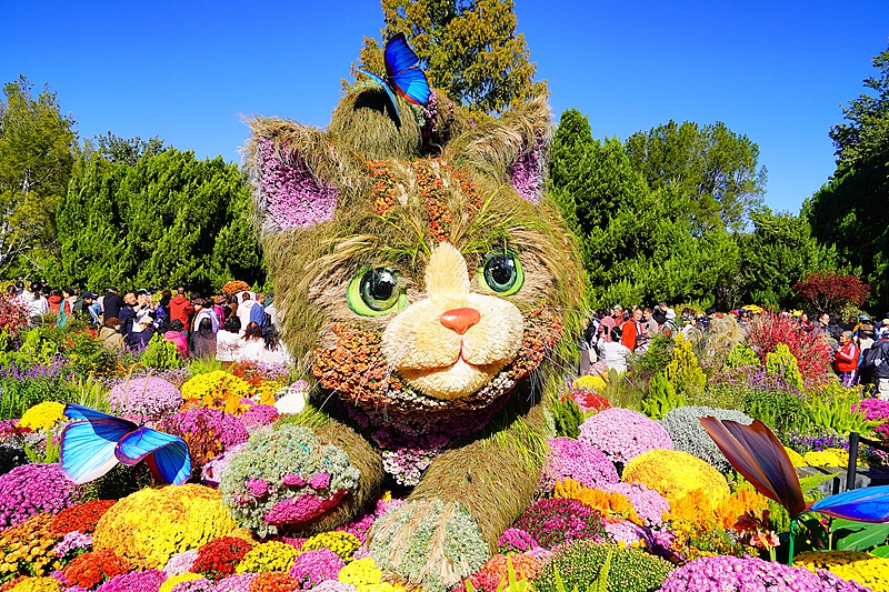北京の北海公園で「菊の花展」開催　ネコの植物オブジェが大人気に
