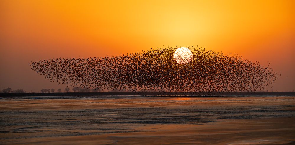 黄河の河口を鳥の群れが舞う壮観な光景。（画像提供：自然資源部北海局）