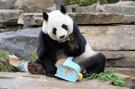 2023年の復活祭期間中、アデレード動物園でケーキを食べる「福妮」（写真提供・アデレード動物園）。