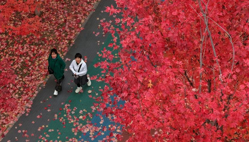 真っ赤に紅葉したカエデの下で秋を満喫　吉林省長春                    吉林省長春市にある月荷文化園は秋の気配が色濃くなり、遊歩道の沿道に植えられたカエデの木は「赤い衣装」に着替えたような一面の紅葉となり、秋の風情を楽しもうと多くの市民や観光客が訪れている。詳細>