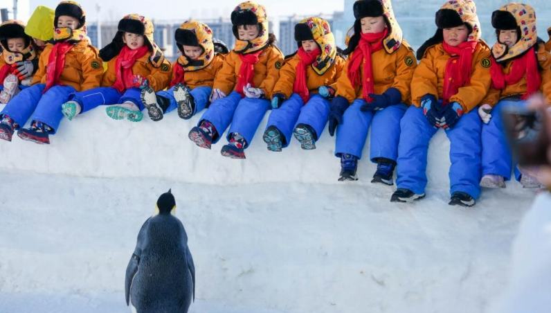 広西の幼稚園児たちが東北エリアで氷と雪を満喫                    広西壮（チワン）族自治区の3－6歳の幼稚園児十数人からなる修学旅行の団体が3000キロ以上離れた中国東北エリアを訪れ、一面に銀世界が広がる極寒の地を体験している。詳細>