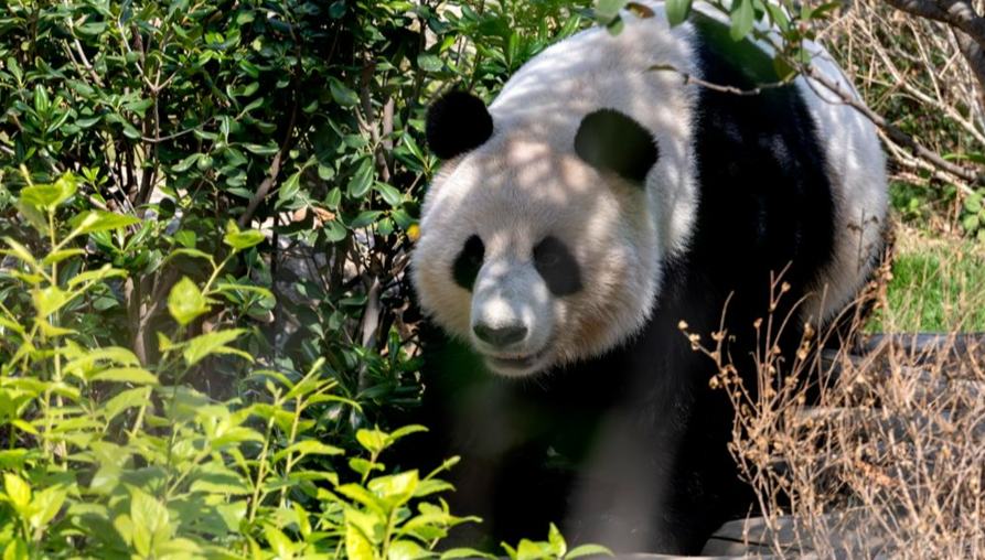 改装後の新居でパンダの観覧スタート　福建省福州                    福建省福州市で1月17日、改装とアップグレードが行われた福州パンダワールドがリニューアル・オープンした。詳細>